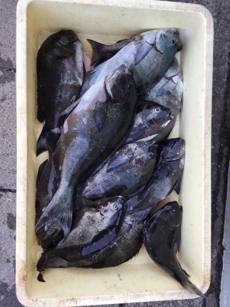 伊豆下田フィッシング 釣果