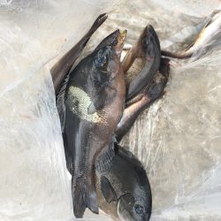 伊豆下田フィッシング 釣果