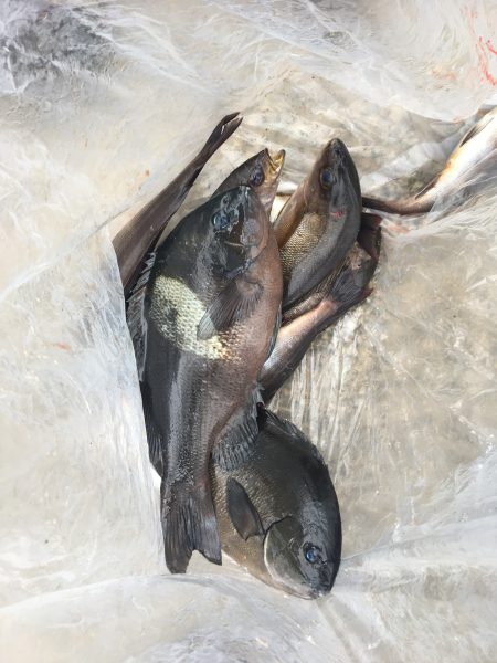 伊豆下田フィッシング 釣果