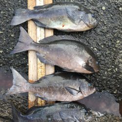 伊豆下田フィッシング 釣果