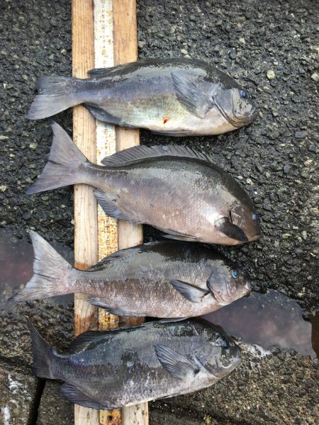 伊豆下田フィッシング 釣果