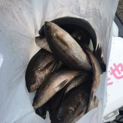 伊豆下田フィッシング 釣果