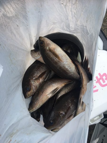 伊豆下田フィッシング 釣果