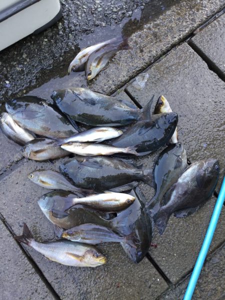 伊豆下田フィッシング 釣果