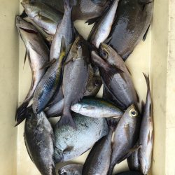 伊豆下田フィッシング 釣果