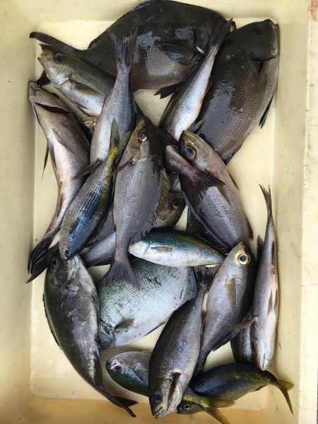 伊豆下田フィッシング 釣果