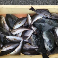 伊豆下田フィッシング 釣果