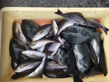 伊豆下田フィッシング 釣果