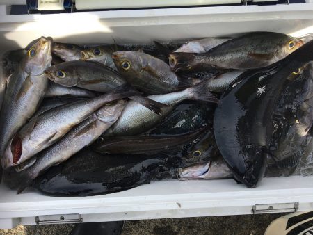 伊豆下田フィッシング 釣果