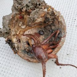 遊漁船 ニライカナイ 釣果