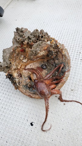 遊漁船 ニライカナイ 釣果