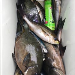 伊豆下田フィッシング 釣果