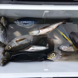 伊豆下田フィッシング 釣果