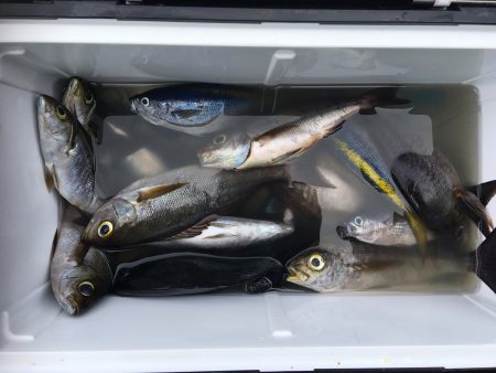 伊豆下田フィッシング 釣果