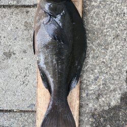 伊豆下田フィッシング 釣果