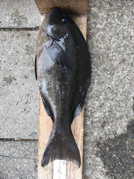 伊豆下田フィッシング 釣果