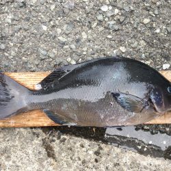 伊豆下田フィッシング 釣果