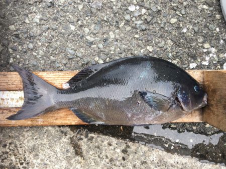 伊豆下田フィッシング 釣果