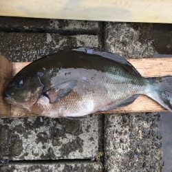 伊豆下田フィッシング 釣果