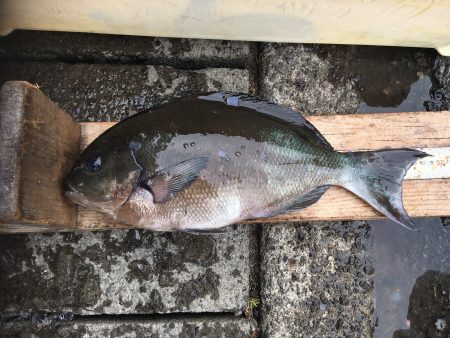 伊豆下田フィッシング 釣果