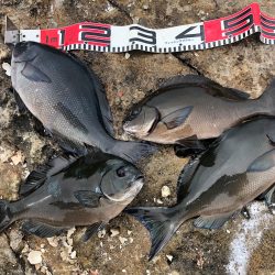 伊豆下田フィッシング 釣果