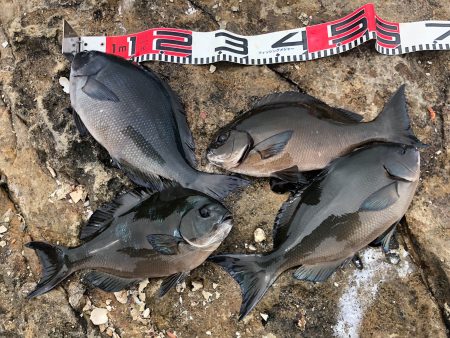 伊豆下田フィッシング 釣果