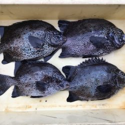 伊豆下田フィッシング 釣果