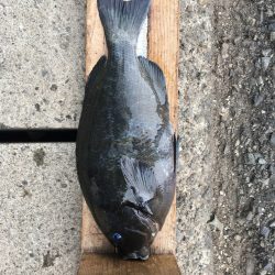 伊豆下田フィッシング 釣果