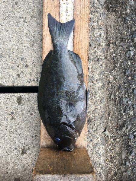 伊豆下田フィッシング 釣果