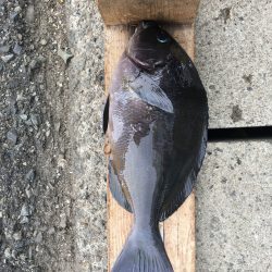 伊豆下田フィッシング 釣果