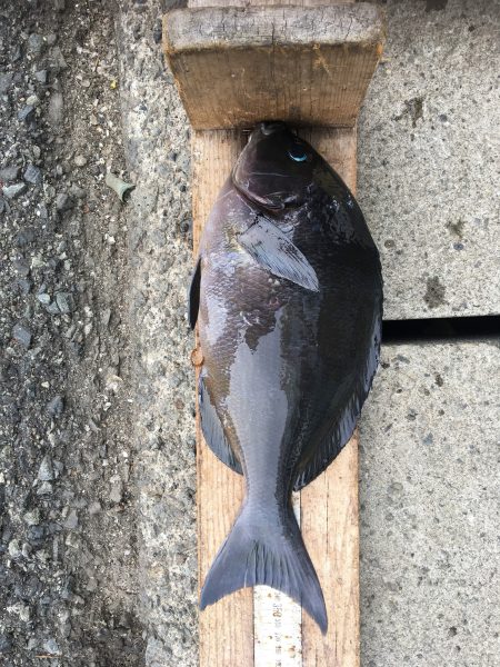 伊豆下田フィッシング 釣果