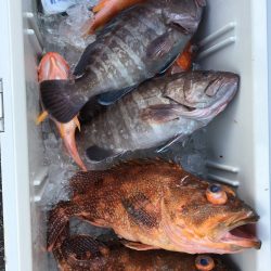 伊豆下田フィッシング 釣果