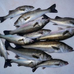 TOPGUN名古屋 釣果