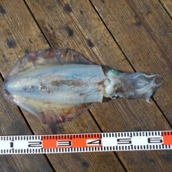 こかわ渡船　雅丸 釣果