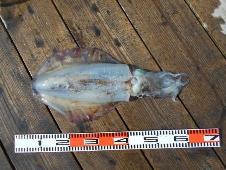 こかわ渡船　雅丸 釣果