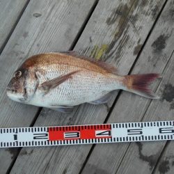 こかわ渡船　雅丸 釣果