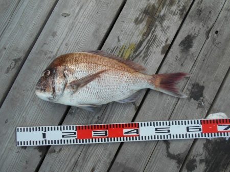 こかわ渡船　雅丸 釣果