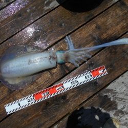 こかわ渡船　雅丸 釣果