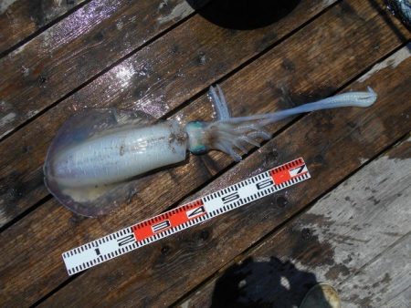 こかわ渡船　雅丸 釣果