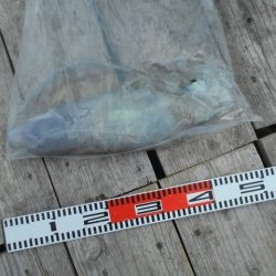 こかわ渡船　雅丸 釣果