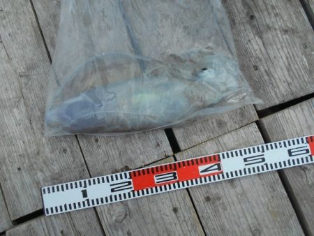 こかわ渡船　雅丸 釣果