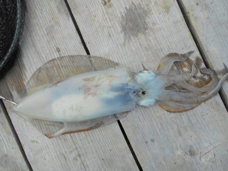 こかわ渡船　雅丸 釣果