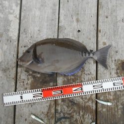 こかわ渡船　雅丸 釣果