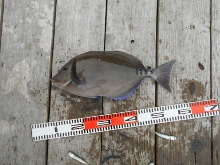 こかわ渡船　雅丸 釣果