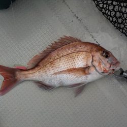 HARUKA丸 はるかまる 釣果