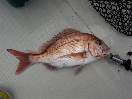 ＨＡＲＵＫＡ丸　はるかまる 釣果