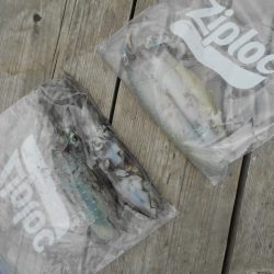 こかわ渡船　雅丸 釣果