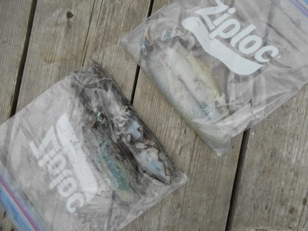 こかわ渡船　雅丸 釣果