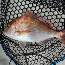 HARUKA丸 はるかまる 釣果