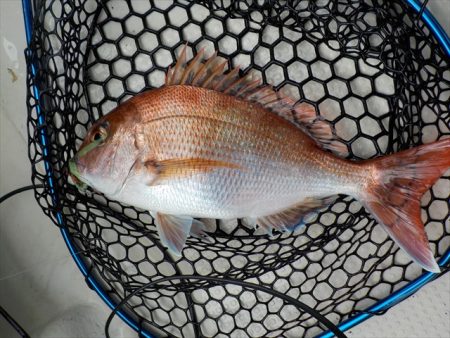 HARUKA丸 はるかまる 釣果